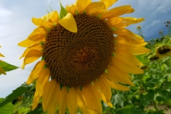 Big Sunflower