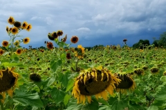 Sunflower Field