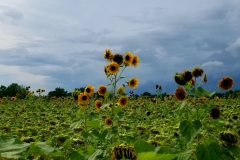 Tall Sunflowers
