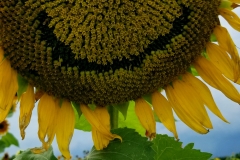 Smiley Sunflower