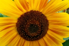 Closeup Sunflower