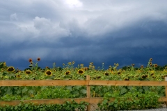 Sunflowers behind the fence